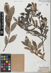 Foto von Salix glabra Scop.